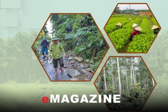 Sống chung với biến đổi khí hậu - Bài 2: Nâng giá trị kinh tế, bảo vệ môi trường từ phát triển rừng gỗ lớn