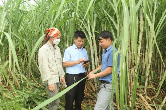 Công ty Cổ phần Mía đường Sông Con: Bám đồng cùng nhà nông phòng trừ sâu bệnh hại mía 