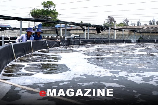 Sống chung với biến đổi khí hậu - Bài 3: Hồi sinh miền cát hoang, vùng đất bạc màu