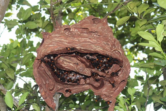 Hiểm họa rình rập từ nghề nuôi ong vò vẽ 