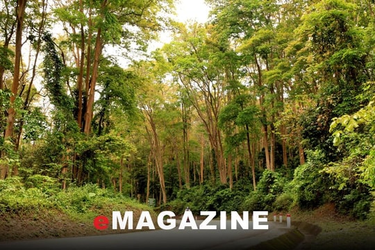 Sống chung với biến đổi khí hậu - Bài cuối: Gìn giữ những ‘báu vật xanh’