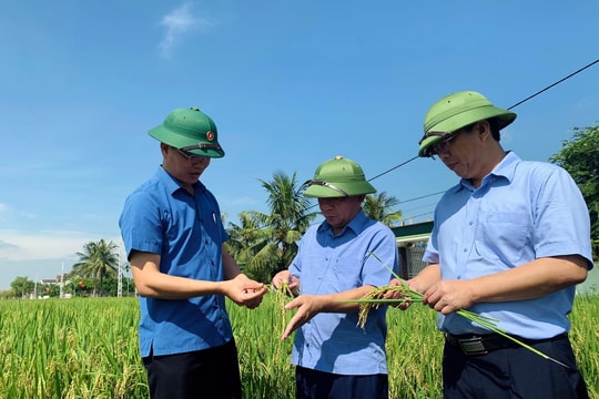 Lãnh đạo Sở Nông nghiệp và PTNT kiểm tra tình hình thu hoạch lúa hè thu 