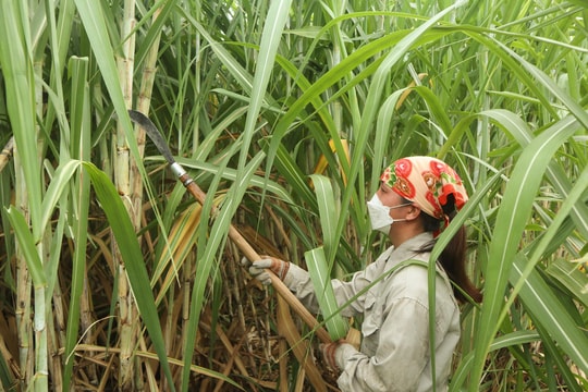Nghề phụ thu nhập khá ở các vùng nguyên liệu mía