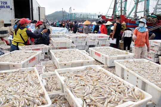 Sản lượng đánh bắt hải sản Nghệ An tăng nhanh khi giá dầu giảm mạnh