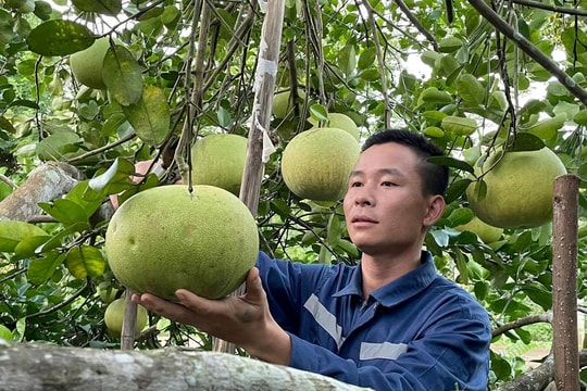 Bưởi hồng Quang Tiến - thị xã Thái Hòa được mùa nhưng giá thấp