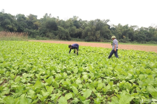Nông dân Anh Sơn thu hoạch rau cải sớm