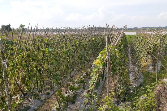 Lão nông ở Thanh Chương xót xa nhìn ruộng bí sắp thu hoạch bị cắt tận gốc