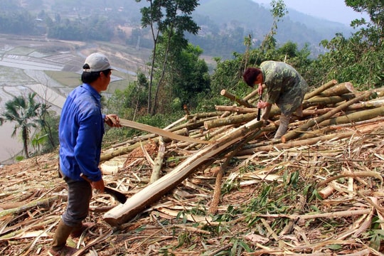 Nhọc nhằn nghề 'phu keo'