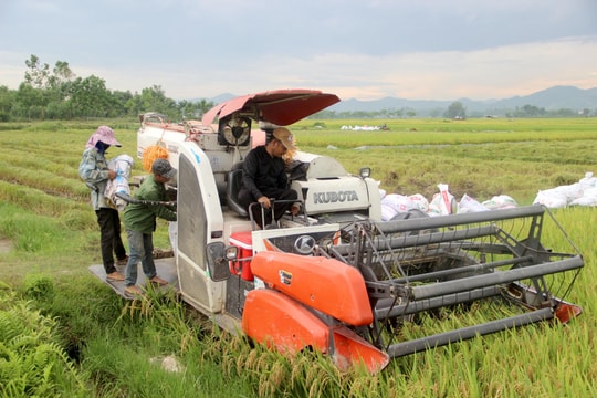 Nghệ An tập trung thu hoạch lúa hè thu trước khi mưa lớn đổ bộ