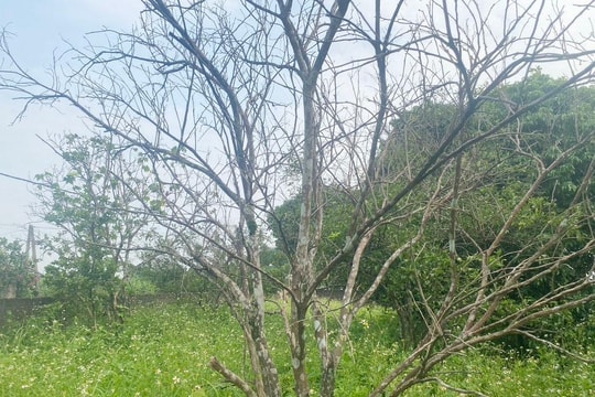 Thủ phủ cam Phủ Quỳ có nguy cơ mai một