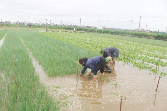 Mưa to kéo dài, hàng trăm ha rau màu của Nghệ An ngập sâu trong nước