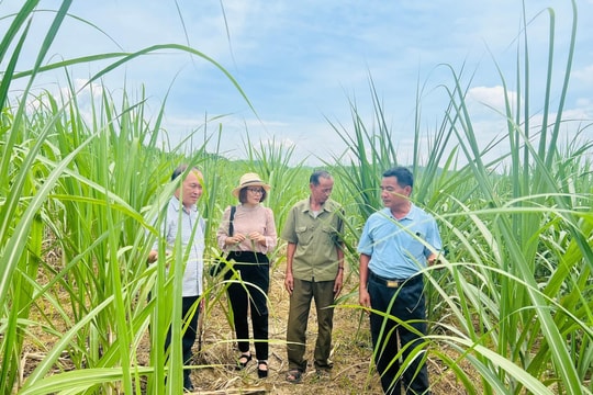 Ươm ‘hạt giống đỏ’ ở thôn, bản vùng cao