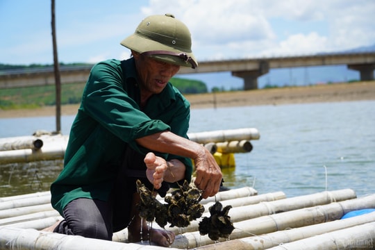 Nuôi loài 'thần dược' không mất tiền thức ăn, thu về chục triệu/vụ