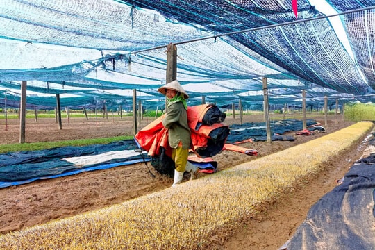 Người dân vùng rau thành phố Vinh nỗ lực khắc phục thiệt hại sau mưa lụt