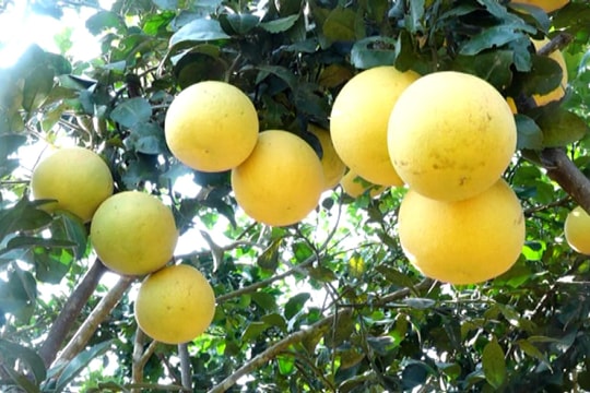 Hiệu quả từ chuyển đổi cây trồng trên miền đất Trà Lân