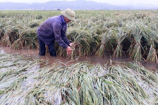 Nghệ An: Hỗ trợ phí bảo hiểm nông nghiệp cho 5 huyện 