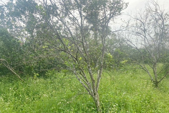 Làm thế nào để 'cứu' vùng sản xuất cam Vinh