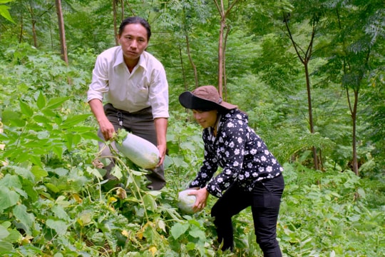 Hàng trăm tấn bí xanh của Kỳ Sơn chưa tiêu thụ được