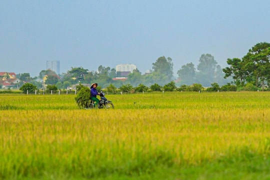 Hạnh phúc từ những điều giản dị