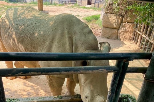 Công an điều tra nguyên nhân 6 con tê giác chết bất thường trong khu sinh thái ở Nghệ An