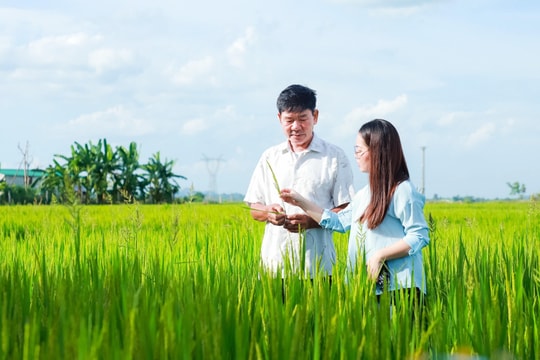 Đi tìm giống nếp tiến vua