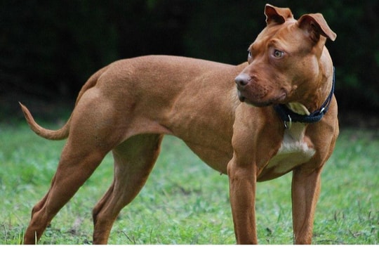 Bị bắt vì thả chó Pitbull đi cắn hàng xóm