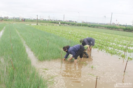 Nghệ An: Các địa phương, đơn vị đồng loạt triển khai phương án ứng phó bão Noru