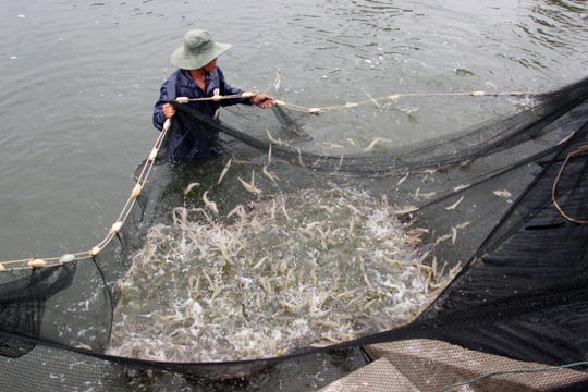 Người nuôi tôm gấp rút thu hoạch trước khi bão Noru đổ bộ