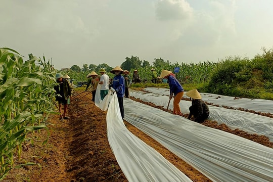 Nghệ An: Rốt ráo bảo vệ sản xuất vụ Đông trước mưa lớn
