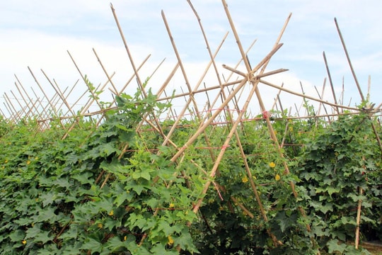 Nghệ An tăng cường chỉ đạo sản xuất vụ đông 2022 