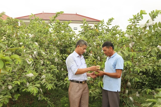 Bàn giải pháp phát triển 'vườn mẫu hàng hóa' trong xây dựng Nông thôn mới nâng cao