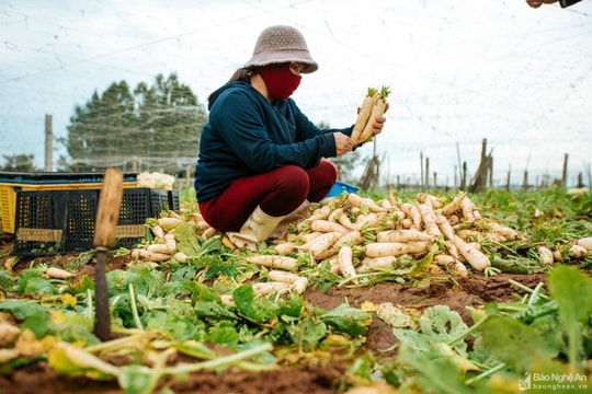 Nông dân Nghệ An tất tả thu hoạch rau màu chạy lũ