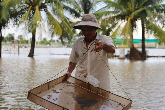 Lúa gạo, cá tôm trôi theo nước lũ, nông dân 'trắng tay' 