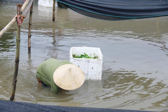 Nghệ An: Ngâm mình trong nước lũ vớt vát thu hoạch rau mùi tàu