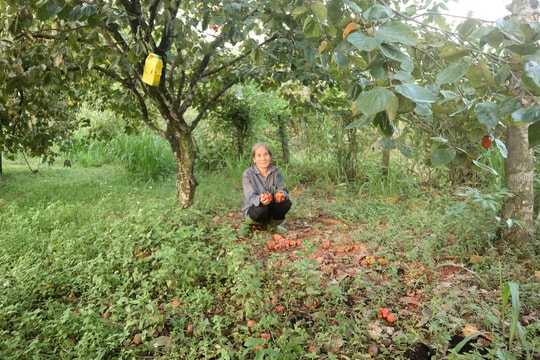 Thời tiết cực đoan, nhiều vườn hồng ở Nam Anh rụng quả hàng loạt