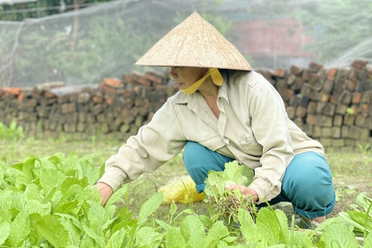 Rau xanh tăng giá mạnh sau lũ