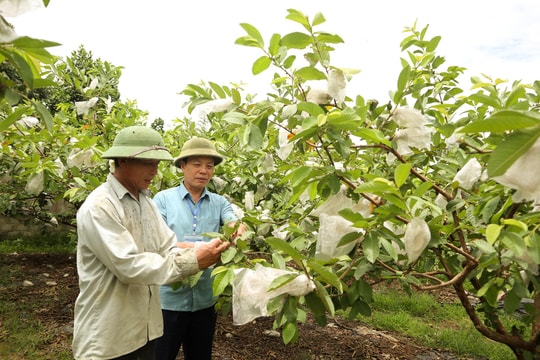 Nghệ An: Lựa chọn 25 vườn vào chung khảo 'Vườn chuẩn nông thôn mới đẹp'