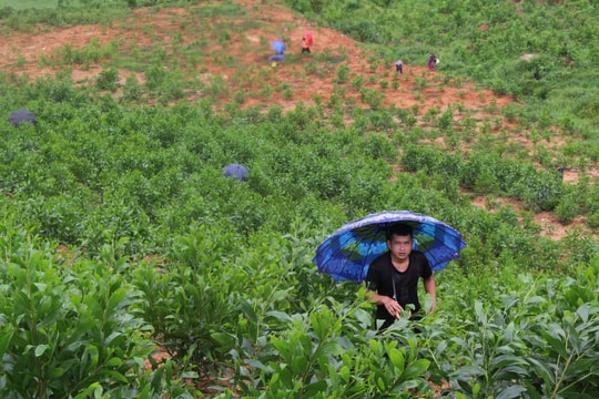 Tôi đi tìm đá đỏ