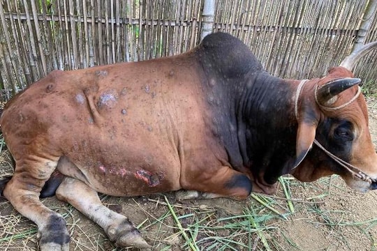 Nguy cơ tái phát bệnh viêm da nổi cục trên trâu, bò