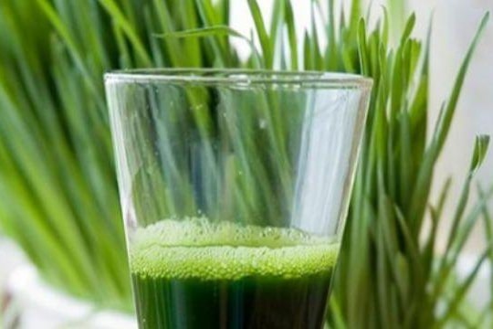 Nhiều người ‘phát sốt’ vì cỏ lúa mì giúp làm đẹp, tiêu hóa tốt, chống ung thư: Chuyên gia nói gì?