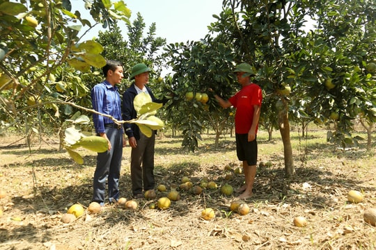 Cam, bưởi rụng quả hàng loạt, nhiều nông dân Thanh Chương mất trắng hàng trăm triệu đồng