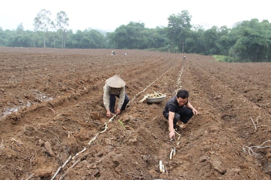 Sau cổ phần hóa nông, lâm trường ở Nghệ An vẫn chưa có bước bứt phá