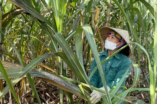 Hơn 1.000 ha mía ở Nghĩa Đàn nhiễm rệp xơ bông trắng