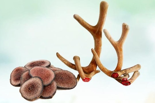 Sử dụng Lộc nhung - Hướng dẫn từ chuyên gia y học cổ truyền