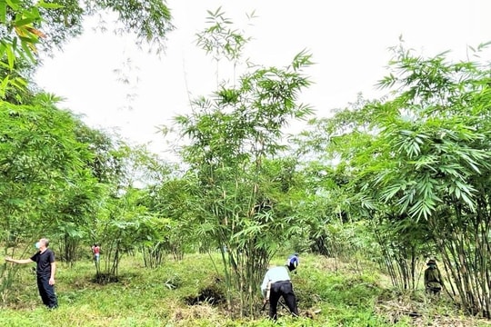 Dự án FLOURISH nâng cao chuỗi giá trị sản phẩm cây lùng ở Nghệ An 