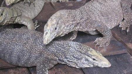 Lái xe khách tự nguyện giao nộp 12 cá thể kỳ đà hoa quý hiếm