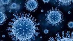 Việt Nam phát hiện ca cúm gia cầm trên người sau 8 năm vắng bóng