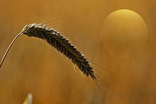 Tản văn hay: Trục lúa đêm