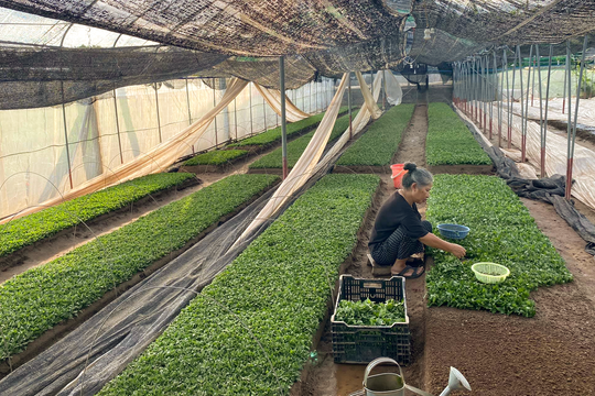 Nông dân gặp khó vì giá hoa giống tăng vọt