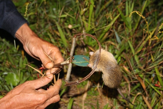 Sau lụt, người dân Yên Thành vào mùa bắt chuột đồng